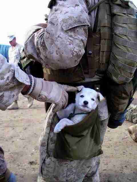 Corey Cross's photo of a puppy in Afghanistan.